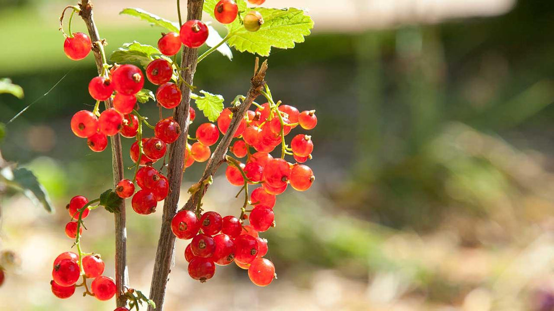 Clusters of ripe red currants