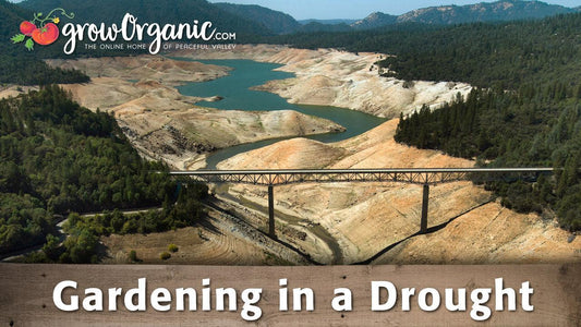 Low reservoir water level during drought conditions