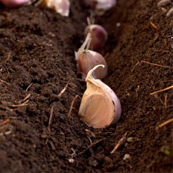 Planting Garlic in the Fall: Best Soil and Care Tips