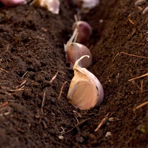 Garlic cloves separated and ready for fall planting