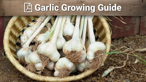 Garlic growing guide graphic over harvested bulbs