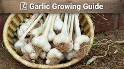 Garlic growing guide graphic over harvested bulbs