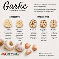 Hardneck Garlic vs Softneck Garlic: The Complete Guide