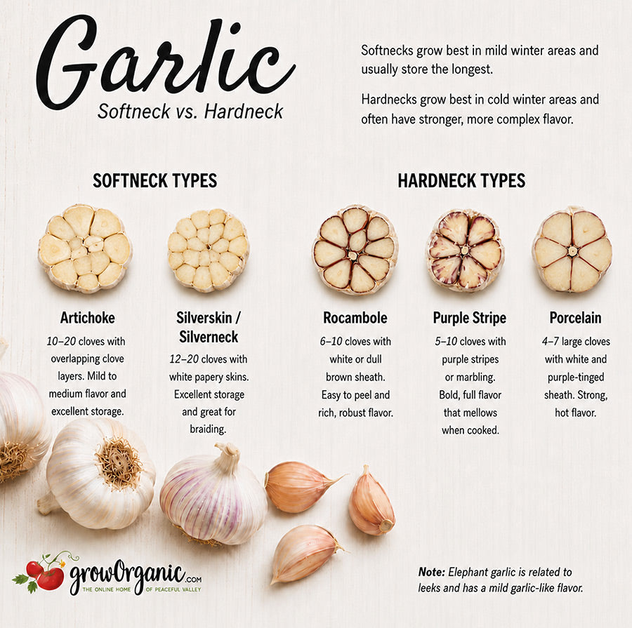 Hardneck Garlic vs Softneck Garlic: The Complete Guide