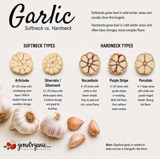 Hardneck and softneck garlic bulbs showing differences in clove arrangement