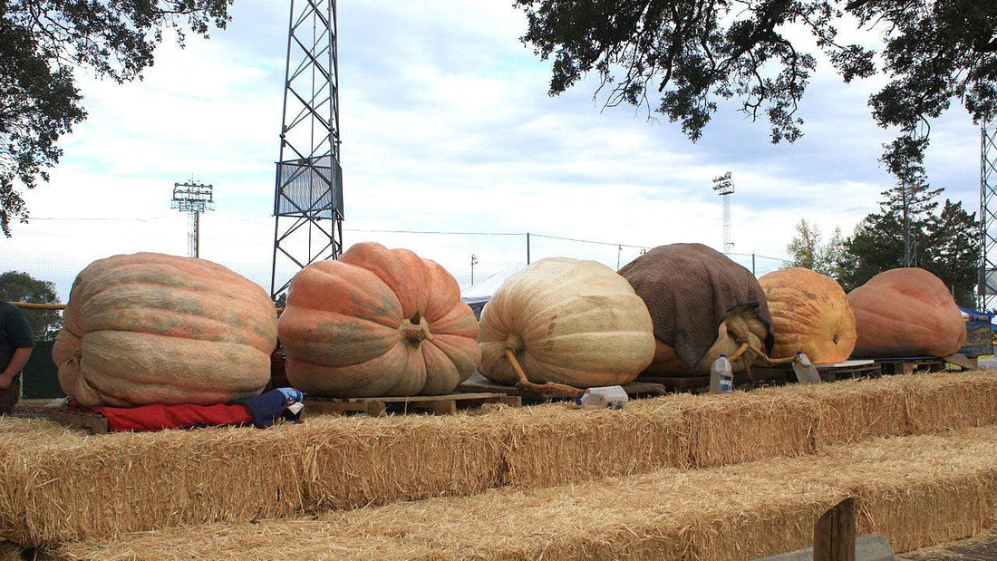 Giant pumpkins displayed on straw bales