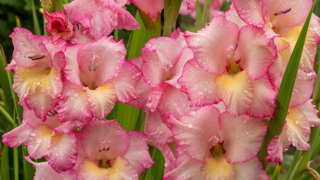 Pink ruffled gladiolus flowers
