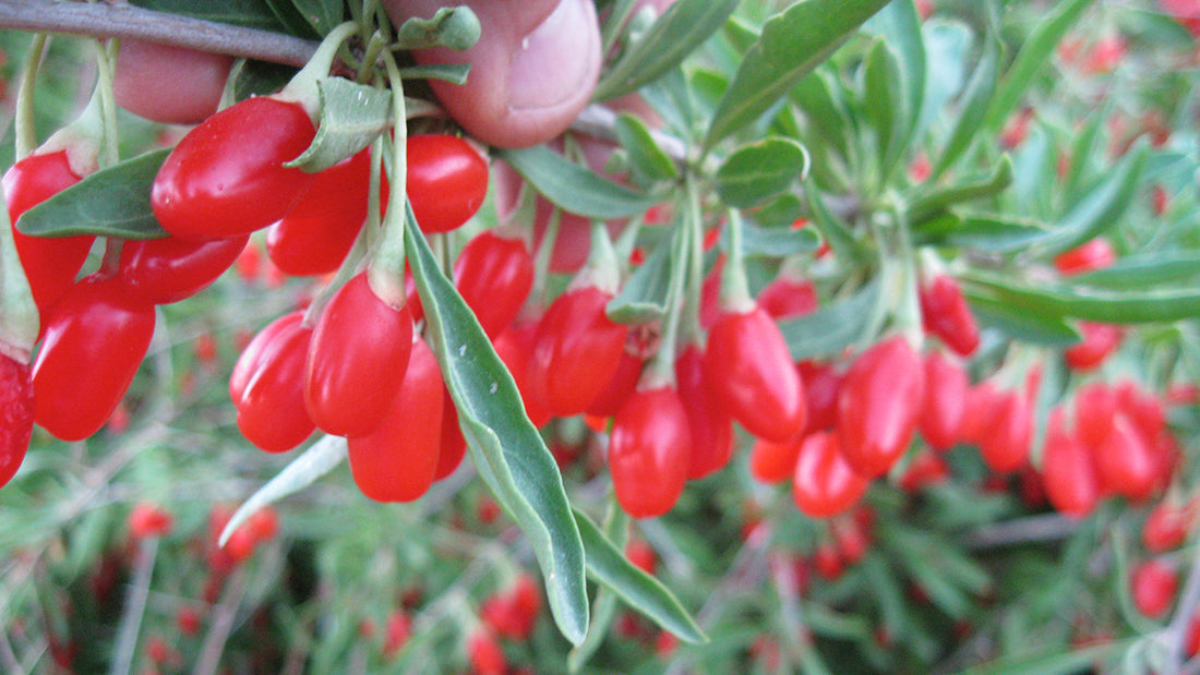 red goji berries