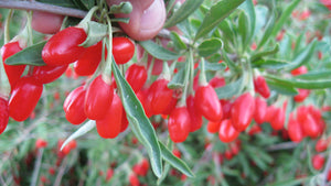 Goji Berries - An Antioxidant Beauty in Your Garden