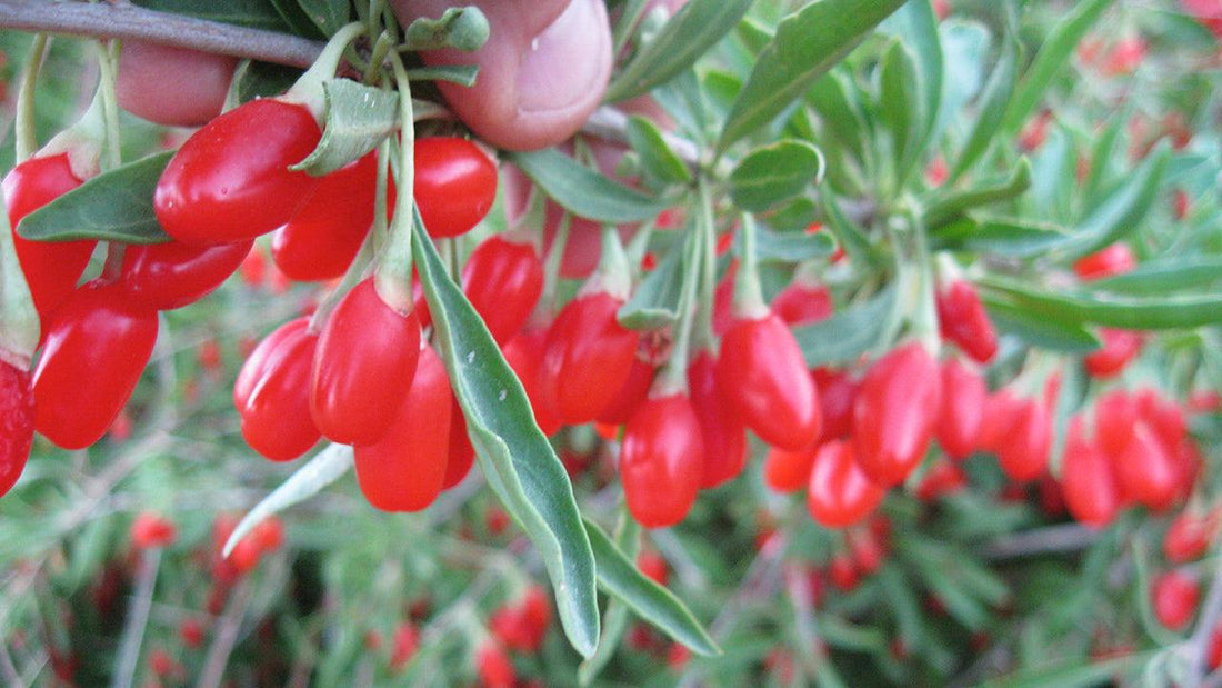 Clusters of bright red goji berries