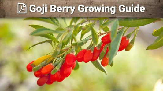 Goji Berry Growing Guide - Grow Organic