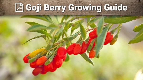 Goji berry growing guide graphic over red fruit