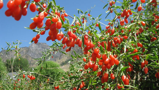 How to Grow Goji Berries: A Complete Guide to Growing Goji Berries and Goji Plant Care - Grow Organic