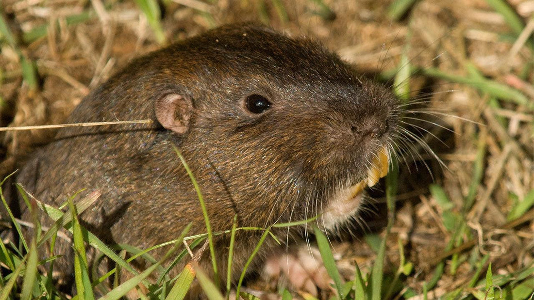 Gopher & Bird Control in Your Organic Garden - Grow Organic