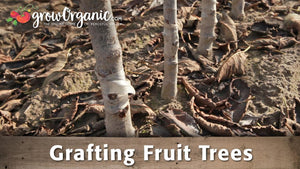 How Fruit Trees Are Grafted: Dave Wilson Nursery Video