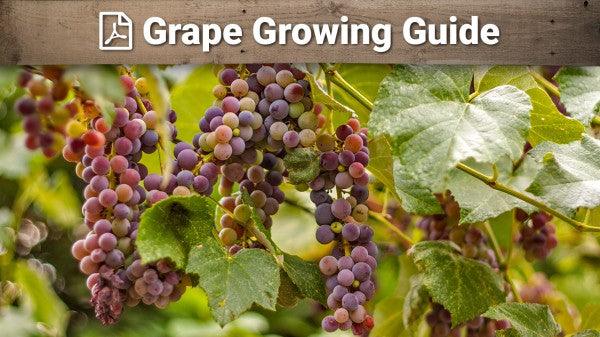 Grape growing guide graphic over ripening clusters