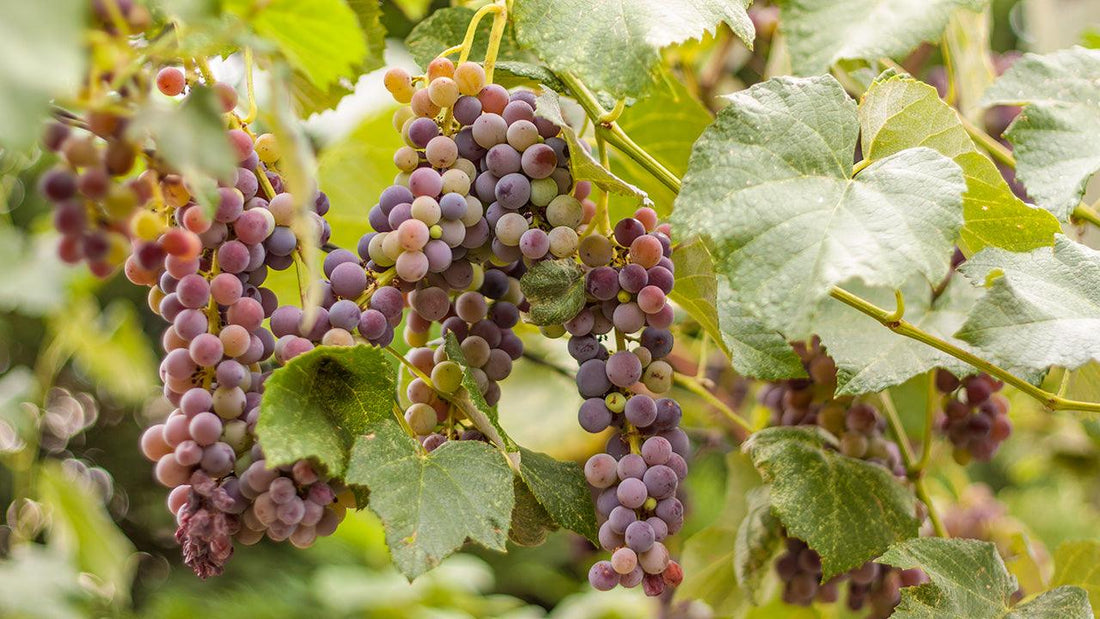 Clusters of pink grapes ripening on a vine