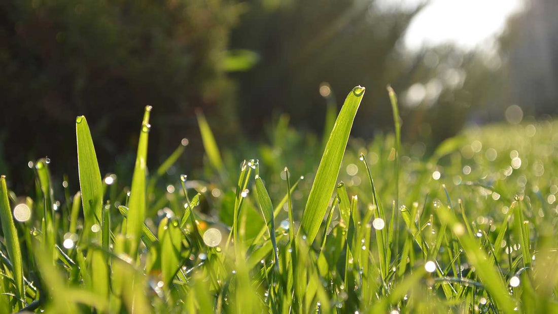 turfgrass organic lawn