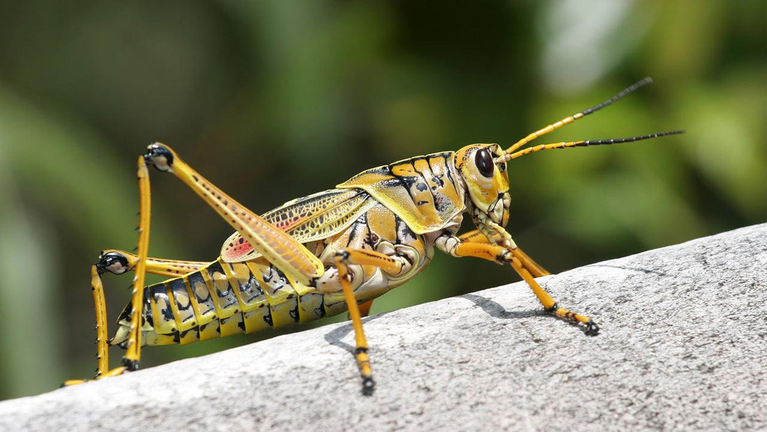 Two grasshoppers on a stone surface
