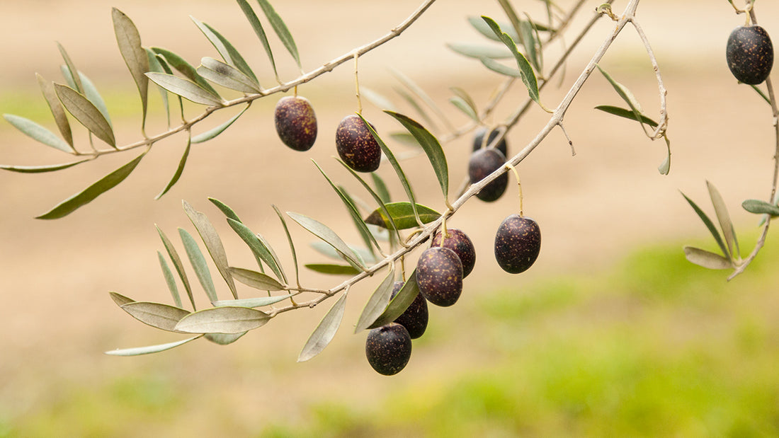 Greek-Style Olives