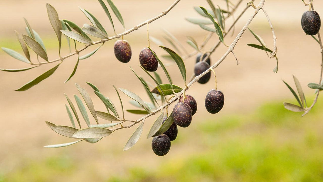Black olives hanging on slender leafy branches