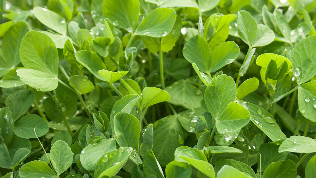 Cover crop green manure