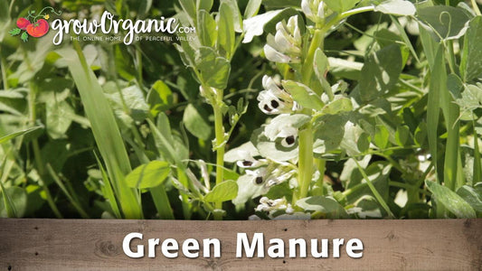 White fava bean flowers in a green manure cover crop