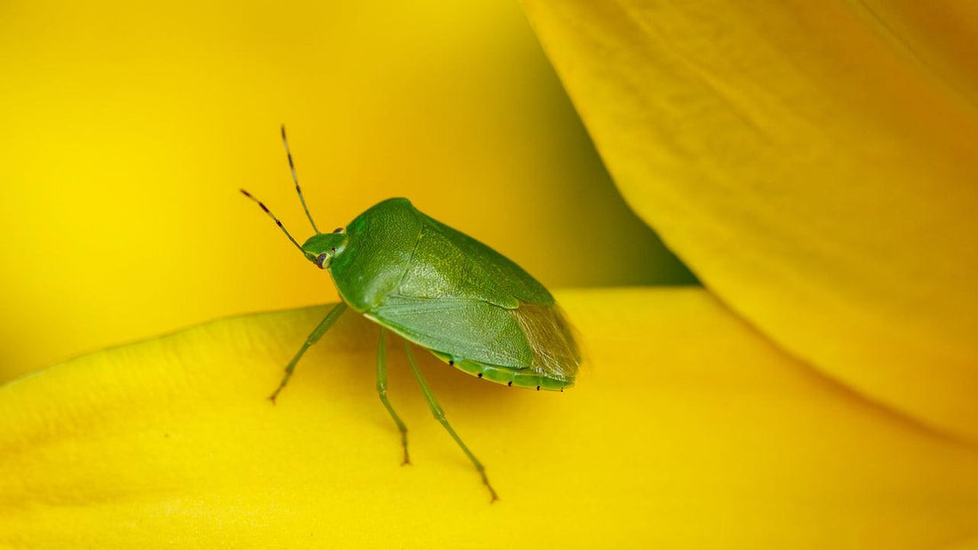 Green shield bug on a yellow flower