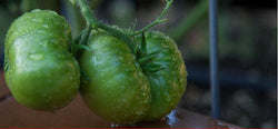 Cluster of dark green tomatoes