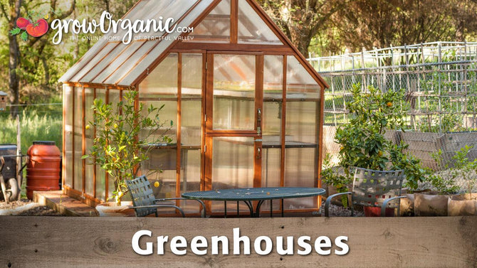 Glass greenhouse surrounded by garden plants