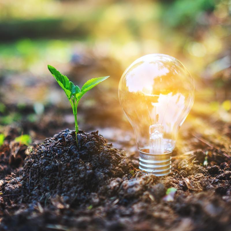 Seedling growing beside a glowing light bulb