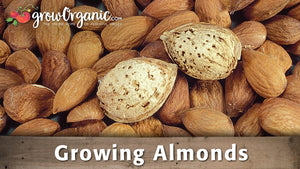 Growing Almonds - Educational Video