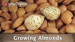Growing almond trees video covering planting, care and harvest