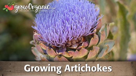 Purple artichoke flower in bloom