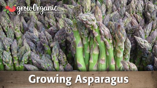 Bundle of freshly harvested asparagus spears