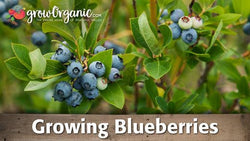 Blueberry growing guide graphic over ripe berries