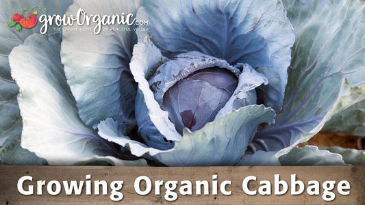 Growing Organic Cabbage - Grow Organic