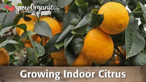 Growing Citrus Trees Indoors