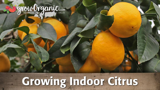 Indoor citrus growing guide graphic over ripe lemons