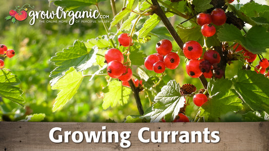 growing currants video