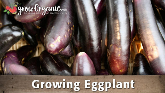 Eggplant growing guide graphic over purple fruit