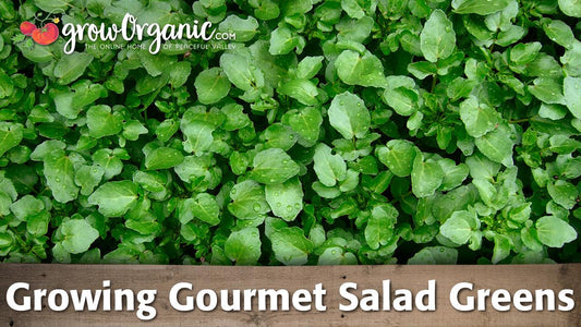 Growing gourmet salad greens guide graphic