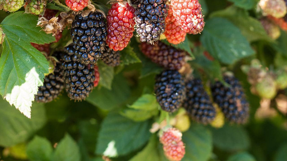 Raspberry canes trained along a garden support