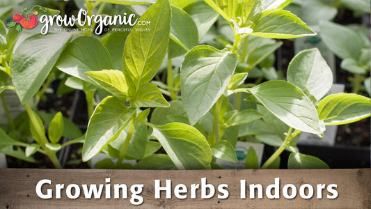 Growing Herbs Indoors - Grow Organic