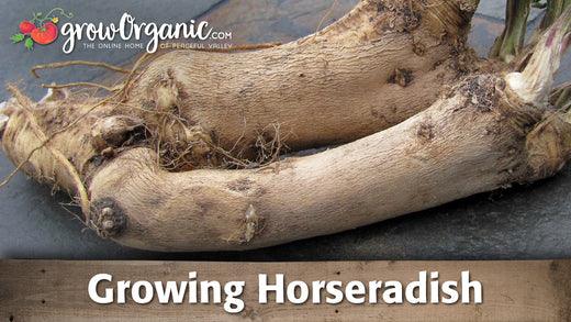 Horseradish growing guide graphic over harvested roots