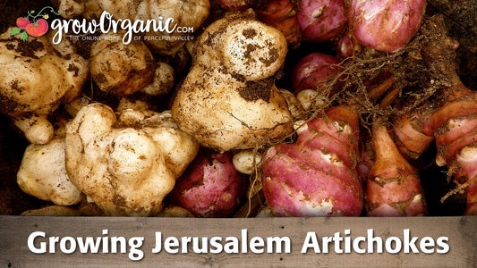 Jerusalem artichokes and red roots after harvest