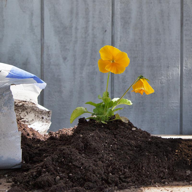 Yellow flower growing in a mound of potting soil