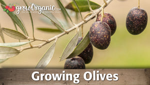 How to Grow Olives