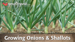 Onion and shallot growing guide graphic over garden rows