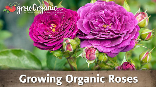 Deep pink roses in bloom